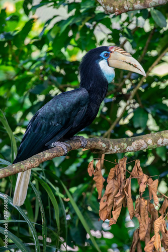The female Blyth's hornbill (Rhyticeros plicatus) is a large hornbill inhabiting the forest canopy in Wallacea and Melanesia. Its local name in Tok Pisin is kokomo.
