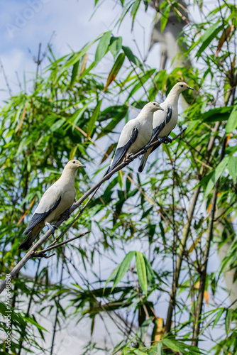 a Pied imperial pigeon (Ducula bicolor) stands on the branch. It is a relatively large, pied species of pigeon. It is found in forest, woodland, mangrove, plantations and scrub in Southeast Asia. 