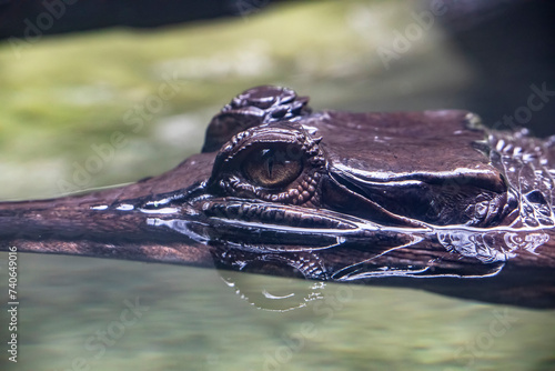 The eye of juvenile false gharial. A freshwater crocodilian native to Malaysia, Borneo, Sumatra, and Java.
It is dark reddish-brown above with dark brown or black spots and cross-bands on the back