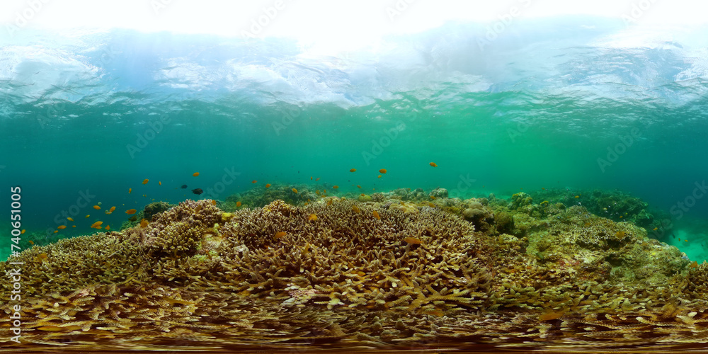 Colorful tropical fishes and coral reefs. Underwater world. 360 panorama.
