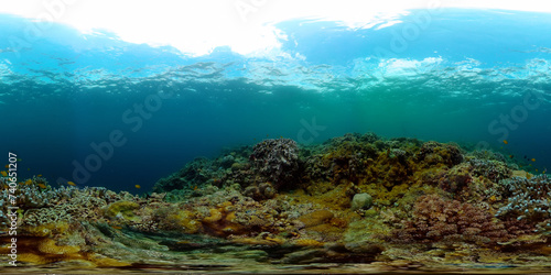 Reefs under the sea. Underwater world background with corals and tropical fish. 360-Degree view.