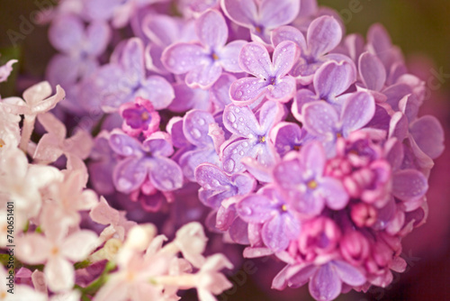Branch of purple spring lilac with large flowers