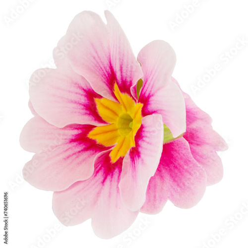 flower pink primrose isolated on white background