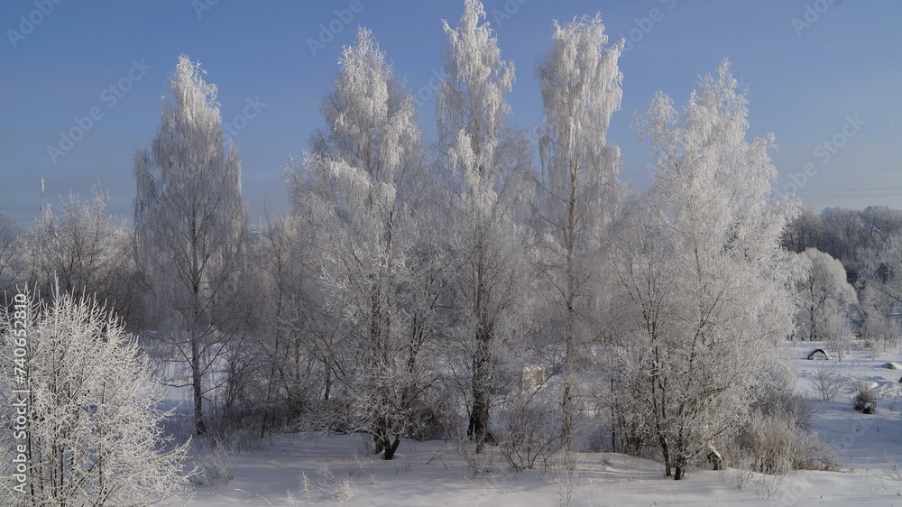 snow covered trees in winter snow covered trees in winter