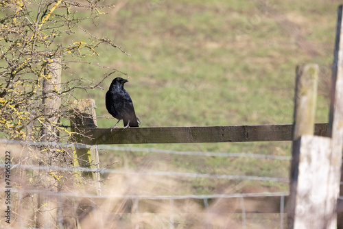 Corvid on fence, Yorkshire, UK in February