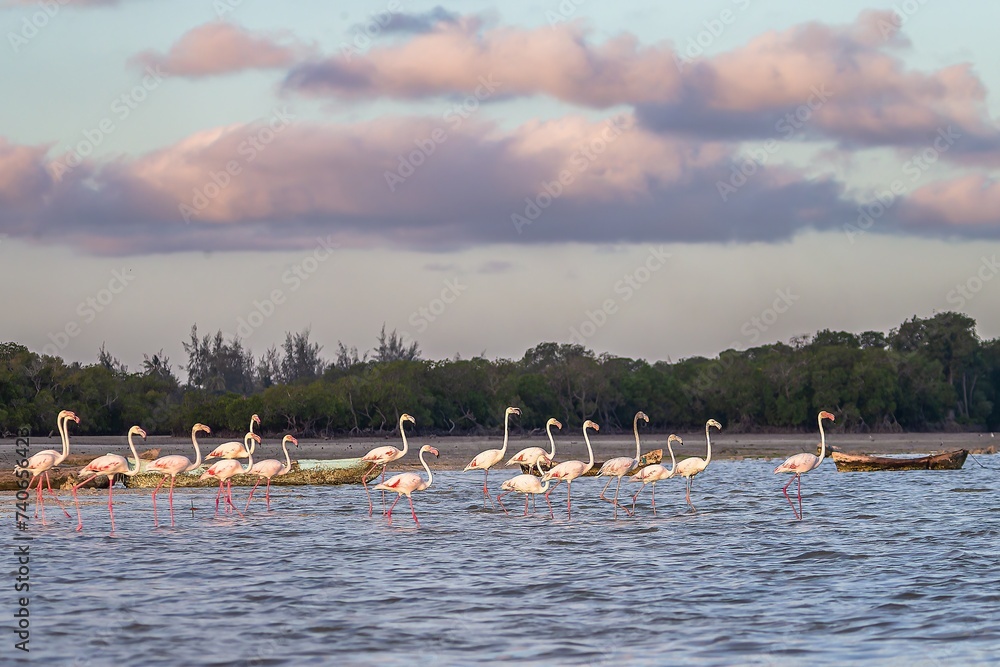 Greater Flamingos (Phoenicopterus roseus) in mangrove forest. Mida Creek reserve near Watamu in Kenya.