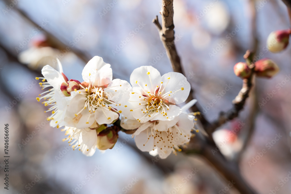Fresh beautiful white plum flower blossom. Fresh beautiful white plum flower blossom.