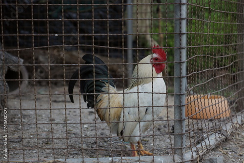 Chicken coop with rooster and hen