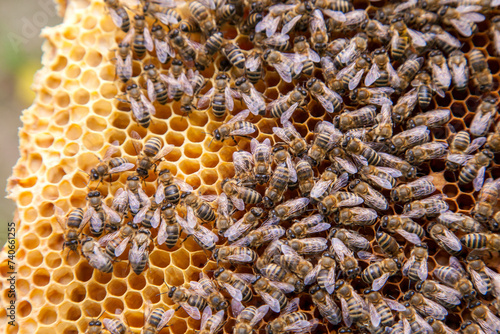 Close up view of working bees on honeycomb..
