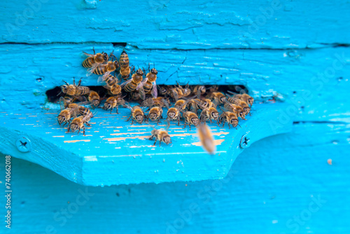 Canvas Print Swarming bees at the entrance of blue beehive in apiary..