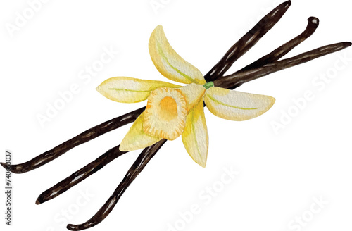 Vector watercolor vanilla pods and flower, bunch of dried beans, hand painted on paper, white background, for design, cookbook, recipes, cosmetics, backgrounds