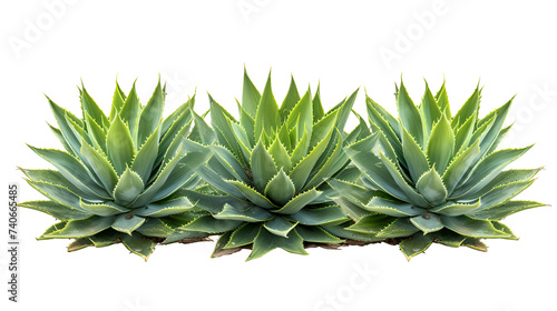 Agave bushes isolated cutout object on white background, Generative Ai. Three Agave bushes stand tall in isolation, their striking silhouettes casting dramatic shadows against the backdrop.

 photo