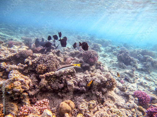 Forsskal goatfish (Parupeneus forskali) on sand sea ​​bottom at the Red Sea coral reef.. photo