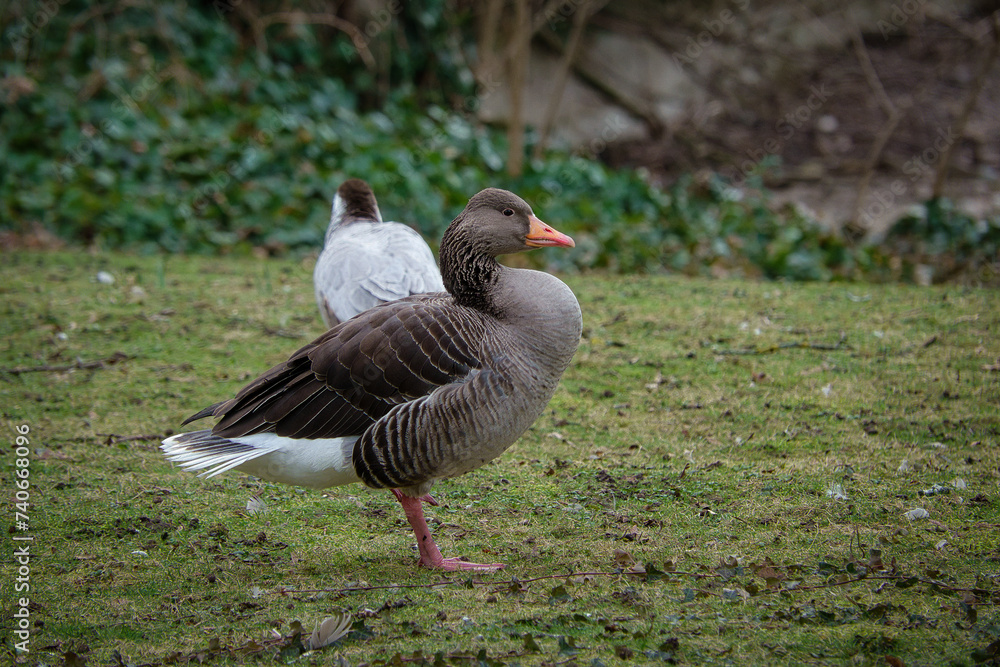 Eine Graugans im seitlichen Profil, steht auf einer Wiese mit einer weiteren Gans im Hintergrund Eine Graugans im seitlichen Profil, steht auf einer Wiese mit einer weiteren Gans im Hintergrund