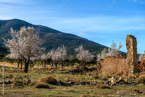 Fototapeta Naklejka Na Ścianę i Meble -  Almond Trees in Bloom with Mountain Backdrop