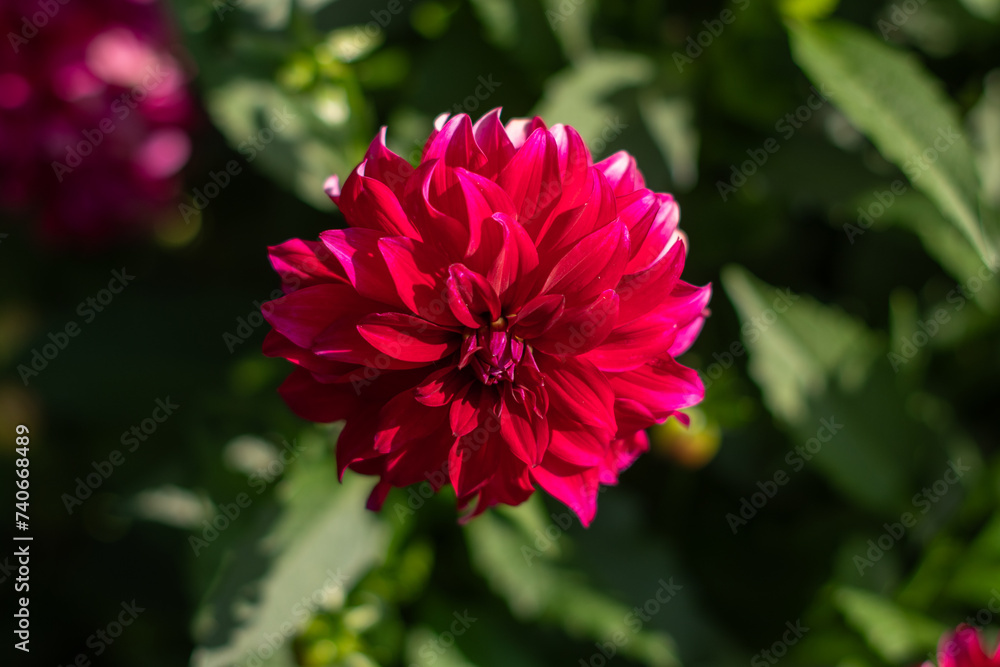 Obraz premium Purple white decorative luxury dahlia in bloom in the summer garden, natural floral background