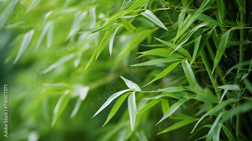 Bamboo plants are useful and versatile.