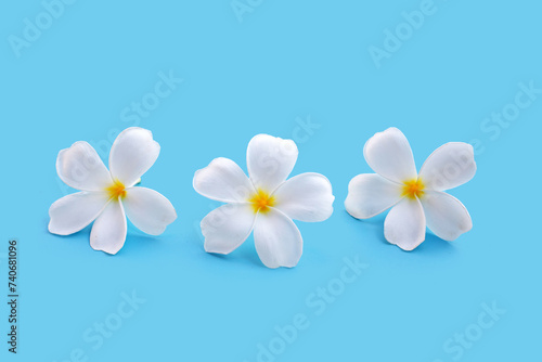 Plumeria or frangipani flower on blue background. Copy space