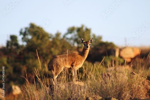 Fototapeta Naklejka Na Ścianę i Meble -  Klipspringer antelope on a mountainside