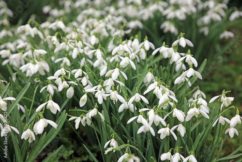 Patch of Snowdrops in winter  Derbyshire England