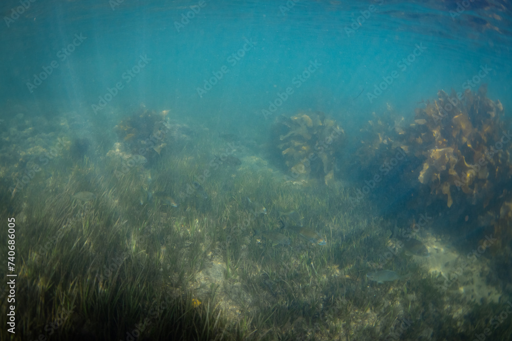 Fototapeta premium Beautiful view of fish swimming around the sea grass.