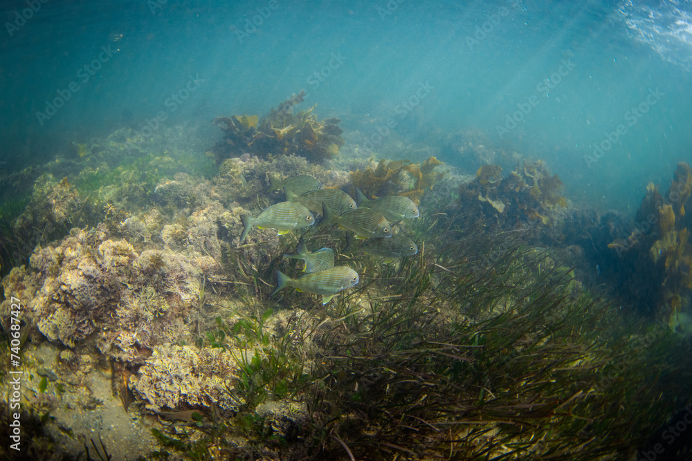 School of fish swimming around the reef.