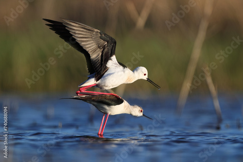 Black-winged Stilts during mating ritual with male spreading wings over female in a shallow wetland photo