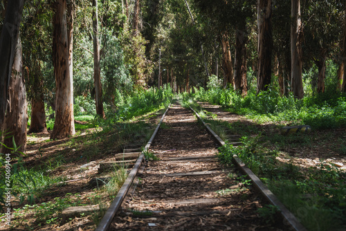 abandoned railway tracks in the middle of a forest with undergrowth growing between the tracks