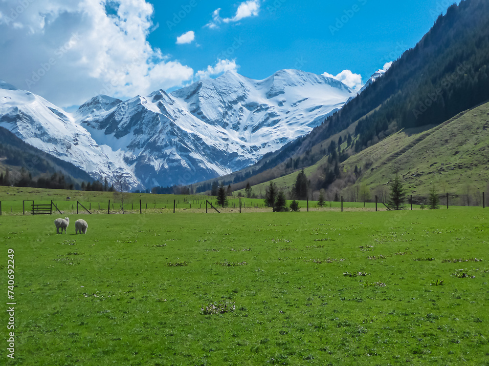Sheep grazing on lush green alpine meadow with panoramic view of snow covered mountain peaks of High Tauern in Fusch am Grossglockner, Salzburg, Austria. Beautiful nature in remote Austrian Alps