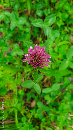 Red Clover flowers blooming on a picturesque alpine meadow during vibrant spring season in their natural habitat. Tranquil atmosphere in Eppenstein, Lavanttal Alps, Styria Carinthia, Austria photo