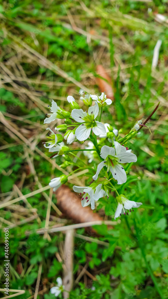 Large bittercress flowers blooming on a picturesque alpine meadow during vibrant spring season in their natural habitat. Tranquil atmosphere in Eppenstein, Lavanttal Alps, Styria Carinthia, Austria Large bittercress flowers blooming on a picturesque alpine meadow during vibrant spring season in their natural habitat. Tranquil atmosphere in Eppenstein, Lavanttal Alps, Styria Carinthia, Austria