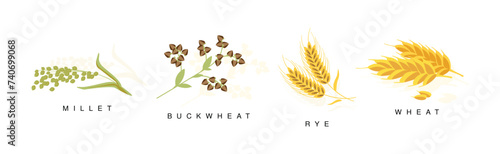 Grass Grain Cereal Ripe Crops and Agricultural Plant Vector Set