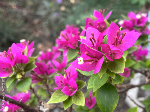 pink Bougainvillea flower in nature garden