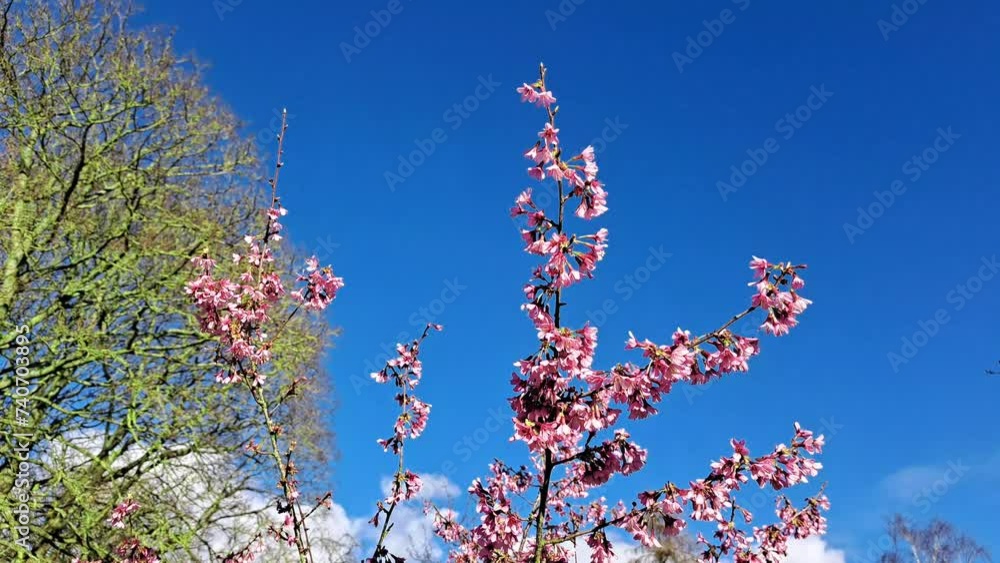 pink blooming trees in the garden in spring