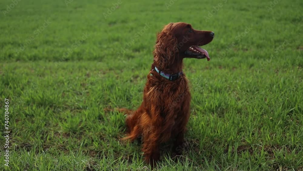 Beautiful red setter dog standing in the backyard in a field looking around. Walking, resting. Pets in nature. High quality FullHD footage Beautiful red setter dog standing in the backyard in a field looking around. Walking, resting. Pets in nature. High quality FullHD footage