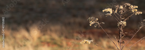 Dry wild meadow plant with seeds. Autumn, blurred background.