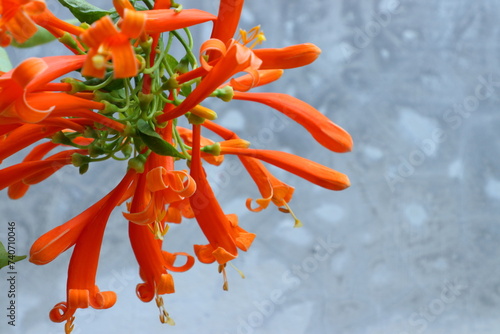 Orange trumpet, Flame flower, Fire-cracker vine on a white background photo