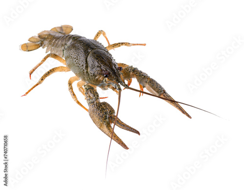 Canvas Print Live crayfish isolated on white background. Clipping path.