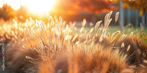 Sunlit meadow with delicate grass flowers capturing enchanting beauty of nature at sunset picturesque landscape bathed in golden sunlight perfect for illustrating and freshness of summer evening