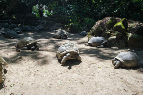 Giant Tortoises (Aldabrachelys gigantea) in park. Turtles in Seychelles