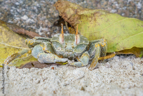 macro photo of big green crab sand sitting on the sand beach on Seychelles