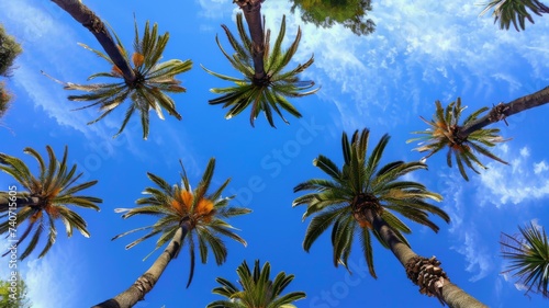 Skyward View of Palm Trees - A ground-up perspective of palm trees under a vivid sky, showcasing the grandeur and height of these tropical giants.