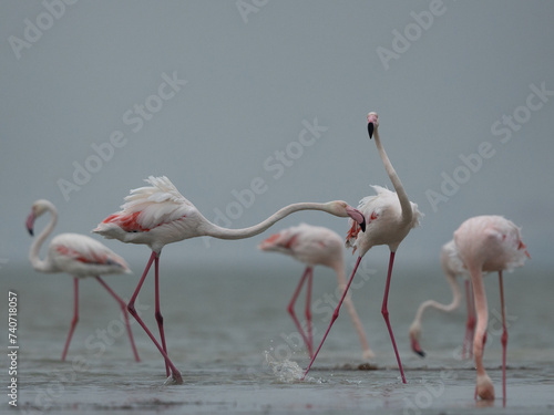 Greater Flamingos territory fight while feeding at Eker creek, Bahrain