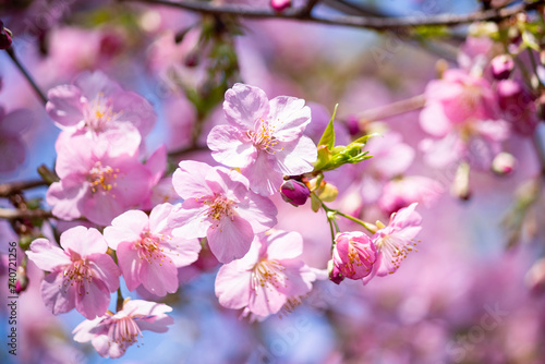 早春の美しいピンクの桜 河津桜