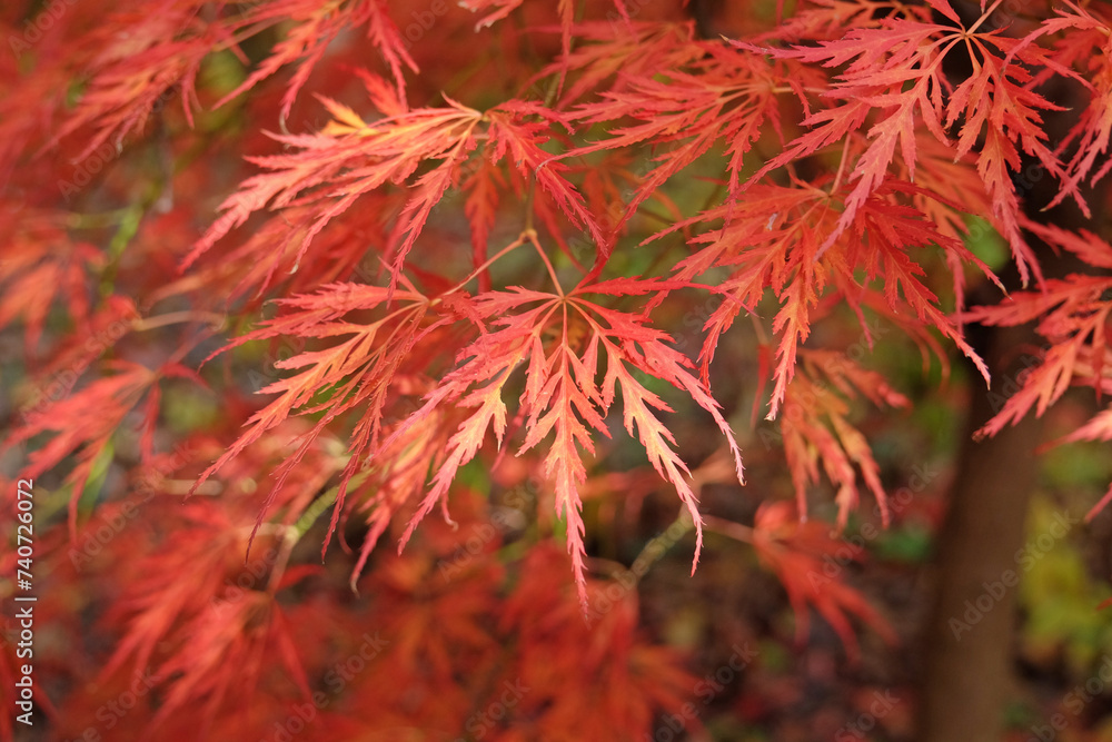 The red and orange dissected leaves of the Acer palmatum Dissectum Viride Group or Acer 'Viridis' during its autumn display. The red and orange dissected leaves of the Acer palmatum Dissectum Viride Group or Acer 'Viridis' during its autumn display.