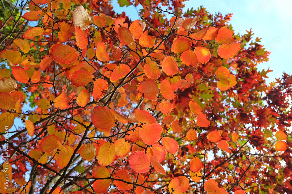 The red and orange Autumn foliage of witch hazel, Hamamelis intermedia 'Orange Peel' during the fall. The red and orange Autumn foliage of witch hazel, Hamamelis intermedia 'Orange Peel' during the fall.