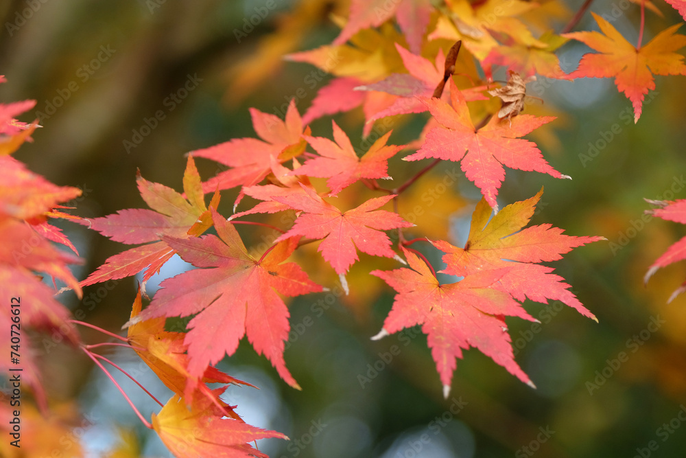 The red and orange Autumn foliage of the acer palmatum, Japanese maple tree during the fall. The red and orange Autumn foliage of the acer palmatum, Japanese maple tree during the fall.
