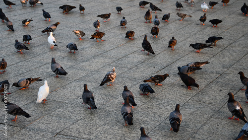 Pigeons are avian animals and birds that flock together on the sidewalk in an outdoor park