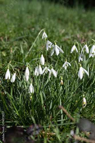 les perce-neige 2