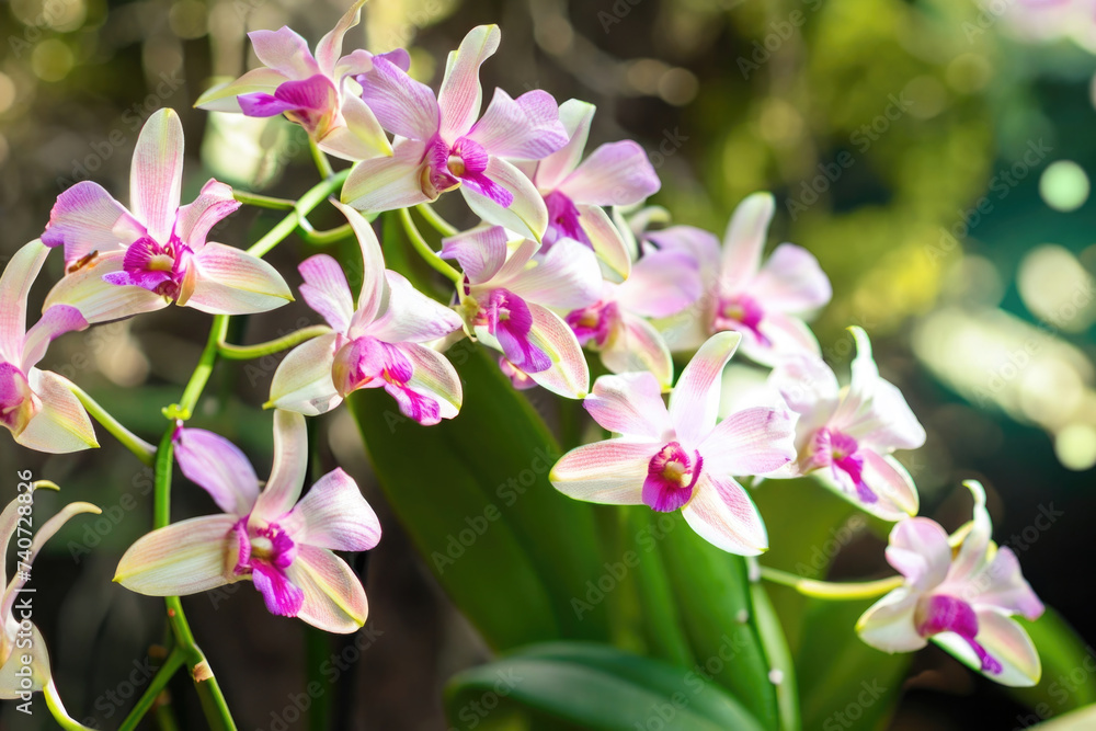pink and white orchids pink and white orchids